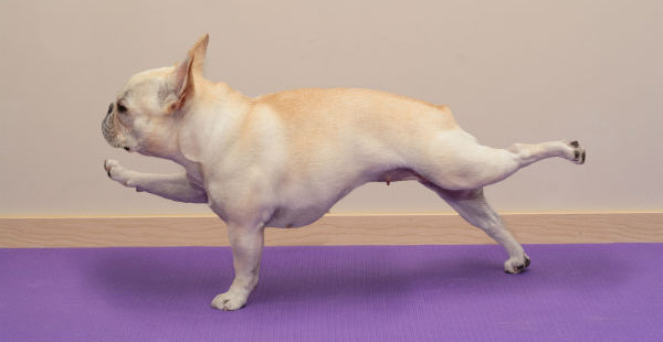 yoga dog